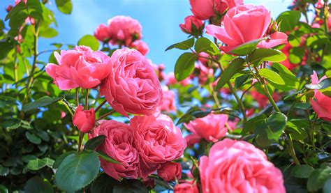 8 rosiers parfumés pour embaumer votre extérieur.